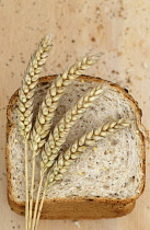 Wheat, Bread wheat, Triticum aestivum.