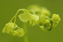 Maidenhairfern, Adiantum pedatum.