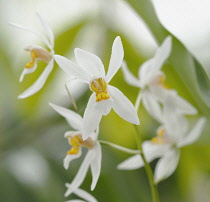 Orchid, Coelogyne nitida.