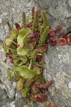 Navelwort, Umbilicus rupestris.