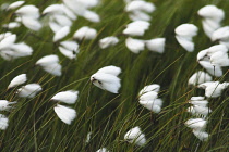 vaginatum, Cotton grass, Hares's tail, Eriophorum.