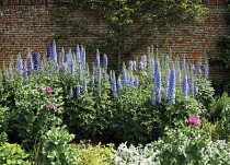 Delphinium.
