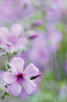Cranesbill, Geranium.