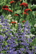 Catmint, Nepeta mussinii.