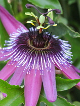 Passion flower, Passiflora.