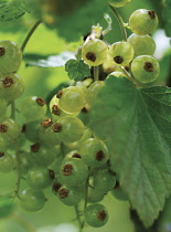 sativum'Rovada', Currant, Redcurrant, Ribes rubrum.