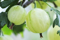 Gooseberry, Ribes uva-crispa.