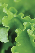 Lettuce, Lactuca sativa 'Lakeland'.
