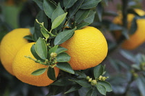 Calamondin, Citrofortunella 'Microcarpa'.