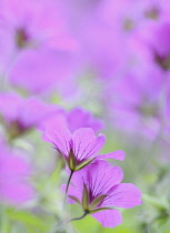 Cranesbill, Geranium.