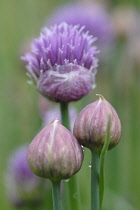 Chive, Allium schoenoprasum.