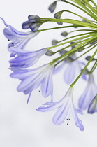 Agapanthus, Agapanthus africanus.