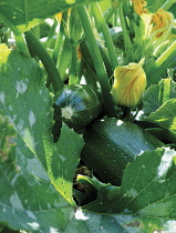 Courgette, Curcubita pepo.