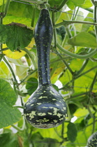 Gourd, Cucurbita pepo.