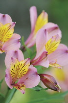 Alstroemeria, Peruvian lily.