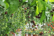 Tomato, Lycopersicon esculentum.