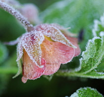 Avens, Geum.