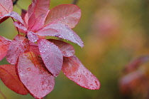 Smokebush, Cotinus coggygria 'Red beauty'.