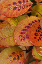 Smokebush, Cotinus coggygria.