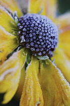 Helen's Flower, Sneezeweed, Helenium.