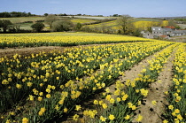 Daffodil, Narcissus.