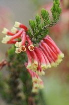 Heather, Winter heath, Spring heath, Bell heather, Erica versicolor.