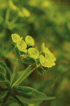 Euphorbia, Spurge, Euphorbia dendroides.