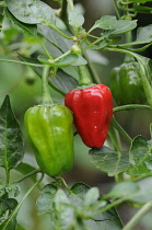 Pepper, Sweet pepper, Capsicum annuum.