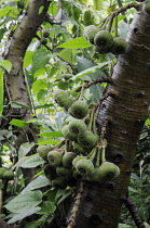 Fig, Ficus carcia.