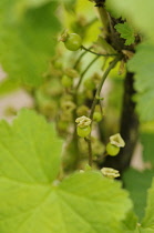 Currant, Redcurrant, Ribes rubrum sativum 'RedLake'.