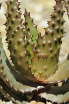 Cactus.