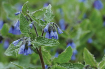 Lungwort, Pulmonaria angustifolia.