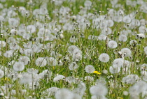 Dandelion clock, Taraxacum officinale.