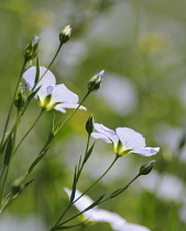 Flax, Perennial flax, Linum perenne.