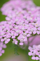 Yarrow, Achillea 'Cerise Queen'.