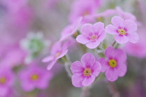 Rock Jasmine, Androsace villosa var. jacquemontii.