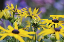 Coneflower, Black-eyed Susan, Rudbeckia sullivantii 'Goldsterm'.