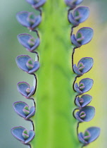 Kalanchoe.