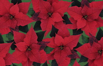 Poinsettia, Euphorbia pulcherrima.