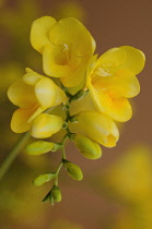 Freesia.