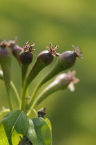 Pear, Pyrus communis 'Conference'.