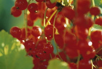 sativum'RedLake', Currant, Redcurrant, Ribes rubrum.