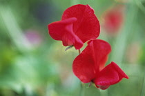 Sweetpea, Lathyrus odoratus.