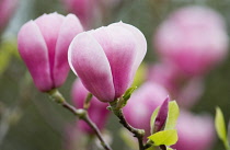 Magnolia, Magnolia soulangeana.