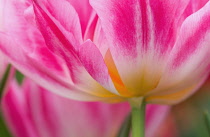 Tulip, Tulipa.