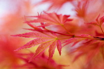 Maple, Acer.