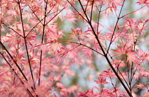 Maple, Acer.
