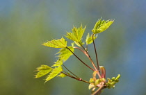 Maple, Acer.