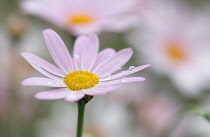 Daisy, Argyranthemum 'Petite pink'.