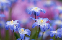 Glory-of-the-snow, Chionodoxa nana.